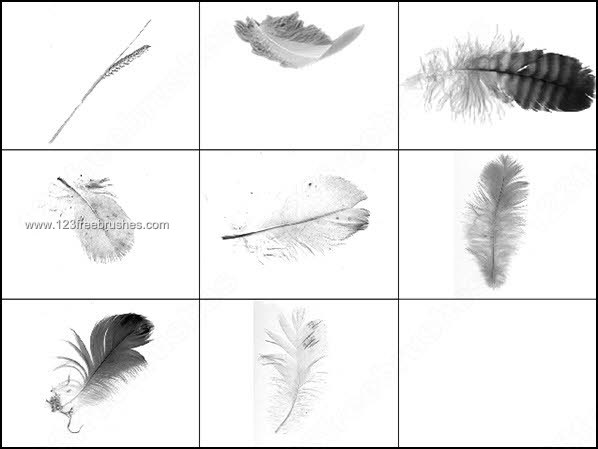005_birds