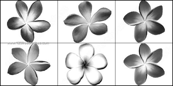 021_flowers