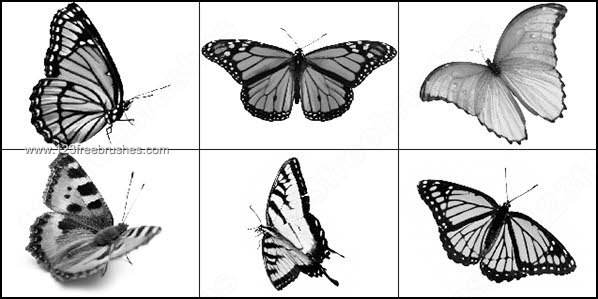 006_insects