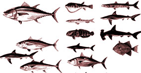 008_aquatic