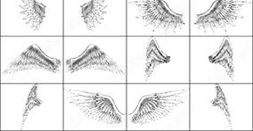 006_birds