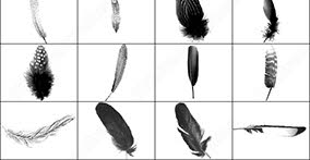 023_birds