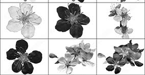 015_flowers