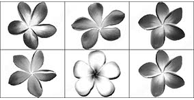 021_flowers
