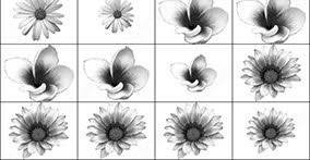 023_flowers