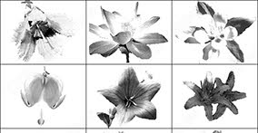 025_flowers