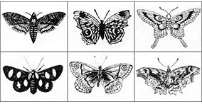 002_insects