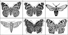 003_insects