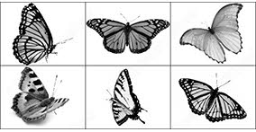 006_insects