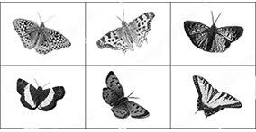 007_insects