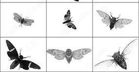 008_insects
