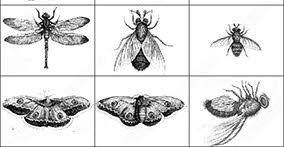 011_insects