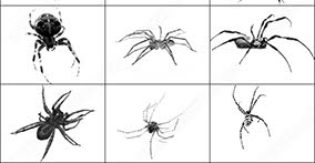 018_insects